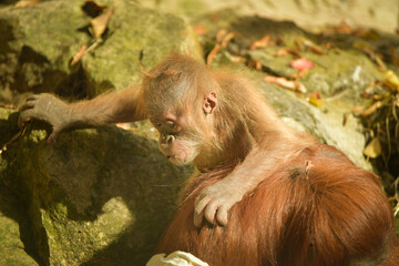 The baby orangutan is playing with its mother in the zoo. Baby animals in the zoo playing.  © doda