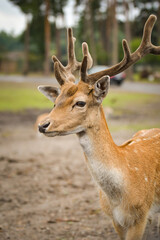 The fallow deer walking around its enclosure on safari. Free-roaming animals in the safari park.	