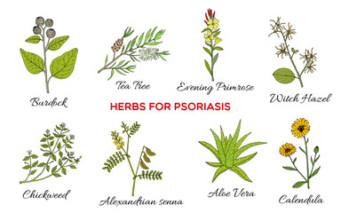 Collection of best herbs for psoriasis. Hand drawn botanical vector illustration