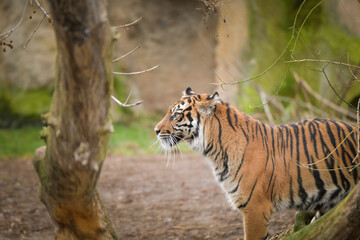 Asian tiger is going in zoo habitat. He is waiting for animal caretaker.	
