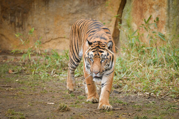 Asian tiger is going in zoo habitat. He is waiting for animal caretaker.	
