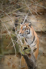 Asian tiger is standing on the log in zoo habitat. He is waiting for animal caretaker.	
