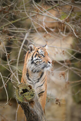 Asian tiger is standing on the log in zoo habitat. He is waiting for animal caretaker.	
