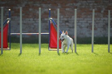 Dog is running slalom on his agility training on agility summer camp czech agility slalom.	