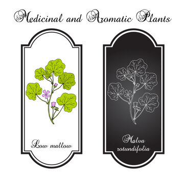 Low mallow (Malva rotundifolia or pusilla), edible and medicinal plant. Hand drawn botanical vector illustration