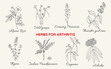 Collection of best herbs for arthritis. Hand drawn botanical vector illustration