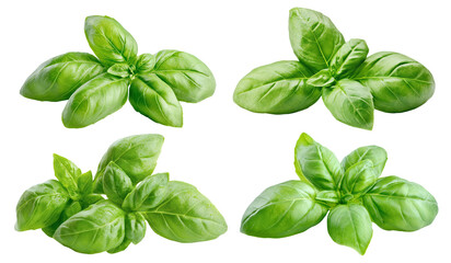 Set of fresh green basil leaves, isolated on transparent cutout background