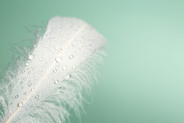 Fluffy white feather with water drops on light turquoise background, closeup. Space for text