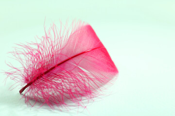 One fluffy pink feather on light background, closeup. Space for text