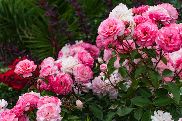 Beautiful pink rose on a green background. Close up.