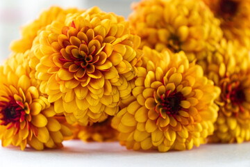 Yellow terry zinnia flower on the white background macro