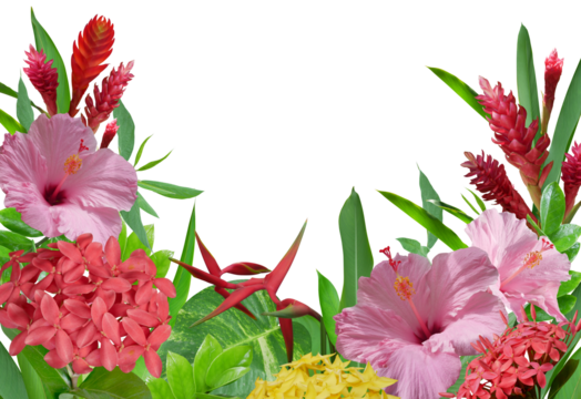 Tropical flowers arrangement pink hibiscus, red ginger flowers, ixora and bird of paradise flowers with exotic leaves isolated on transparent background
