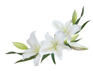 White Lily flower bouquet isolated on transparent background