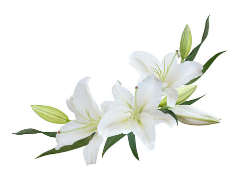 Fototapeta White Lily flower bouquet isolated on transparent background
