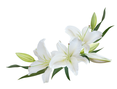 White Lily flower bouquet isolated on transparent background