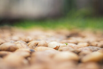 Blurred photo of decorative pebble floor in backyard. Natural gardening. Shallow depth of field background.
