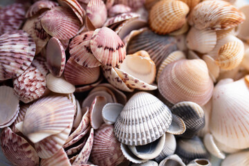 collection of orange, pink, gray, blue, and white scallop seashells