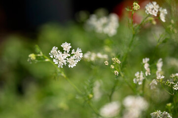 Close-up of delicate white cilantro flowers in a green garden