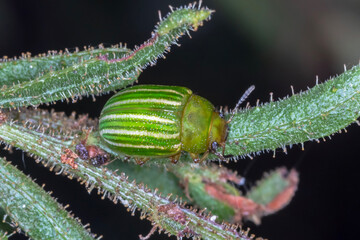 Calomela acaciae  - Green Australian Leaf Beetle - Macro Photography