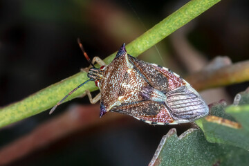 Schellenberg's Soldier Bug Oechalia schellenbergii