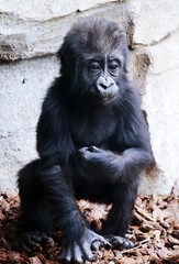 Cute Baby Gorilla Sitting on the Ground