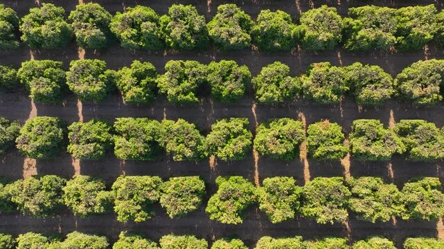Rising overhead of rows of citrus orange tree orchard
