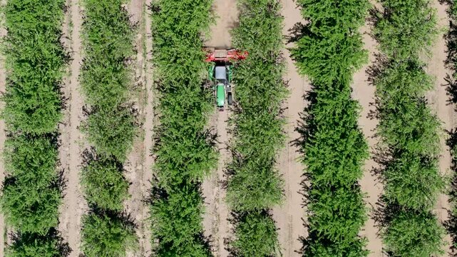 Overhead view of tractor moving down row almond orchard