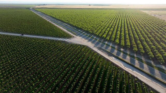 Aerial view of grape vineyards ATV driving on road California