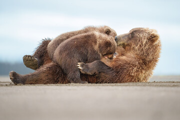 Brown Bear Mother Nursing Cubs in Natural Wild Habitat © Cavan