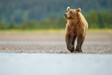 Obraz premium Brown Bear Walking Along Water in a Scenic Nature Landscape