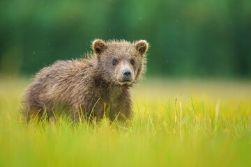 Close-Up of a Young Alaska Brown Bear Cub in Green Meadow © Cavan
