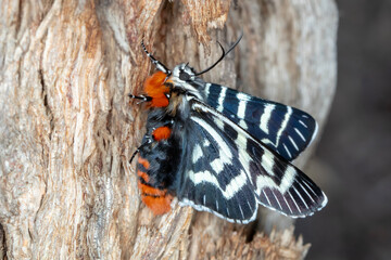 Mistletoe Moth Comocrus behri