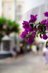 vibrant purple flowers in Capri, Italy