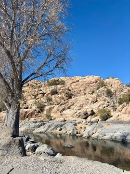 Rocky desert landscape with a reflective water body and leafless tree