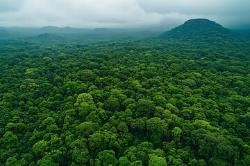Verdant forest with a dark hill on a cloudy summer day
