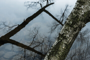 Reflections of bare trees in calm water during early morning light by a serene lakeside