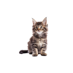 Obraz premium Adorable fluffy tabby kitten with big expressive eyes sitting calmly