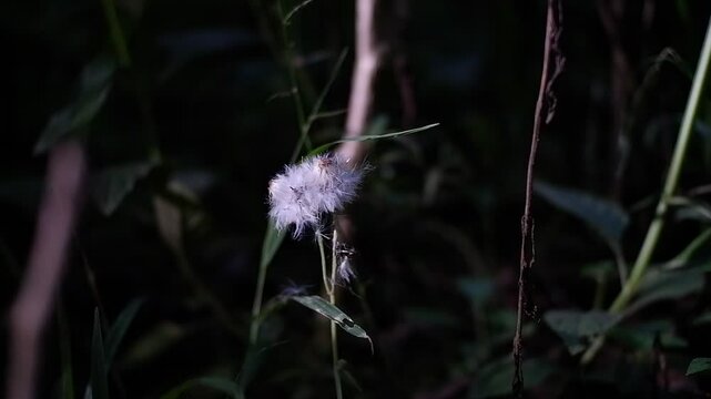 Eriophorum vaginatum. White wild grass flowers.