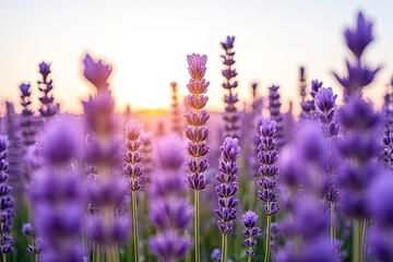 Naklejka premium Dreamy Lavender Field Blooming Under Golden Sunset Light with Soft Focus and a Serene Summer Ambiance Creating a Peaceful and Picturesque Floral Landscape
