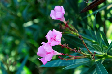 Close up of lilac flowers arranged among fresh green leaves