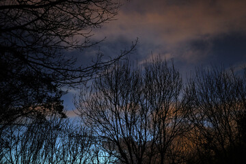 Trees in a winter night