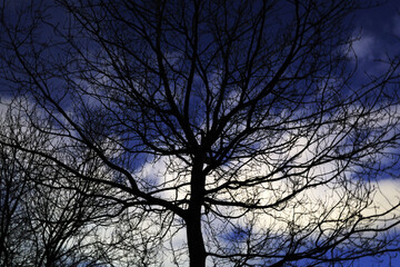 Trees in a winter night