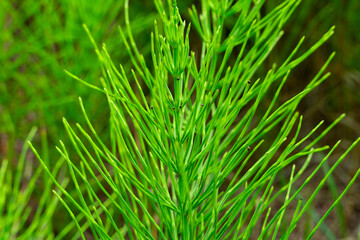 Lush green horsetail plant thriving in a natural environment