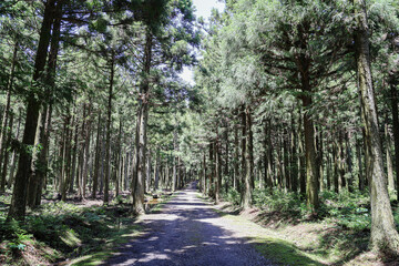 Fototapeta premium 나무사이로 지나가는 풍경 제주 서귀포시 남원읍 한남리 한남시험림 