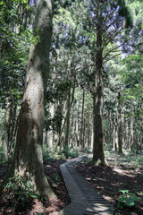 나무사이로 지나가는 풍경 제주 서귀포시 남원읍 한남리 한남시험림 