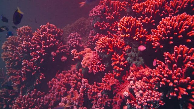 Underwater Coral Garden: A vibrant underwater scene bursts with color, featuring an array of coral formations bathed in the soft, filtered light of the ocean and some fish.