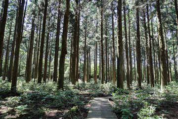 나무사이로 지나가는 풍경 제주 서귀포시 남원읍 한남리 한남시험림 
