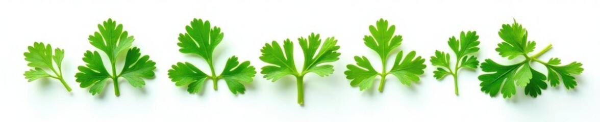 Intact parsley sprigs, bright green, scattered artfully on plain white ,  healthy,  plant,  stock