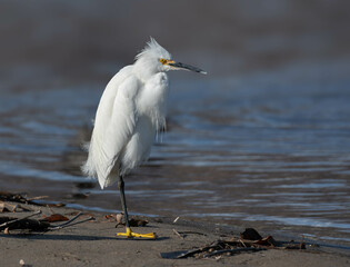 Little egret