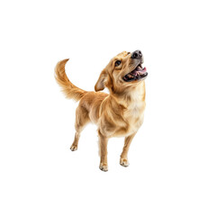 Fototapeta premium Playful Golden Dog with Cheerful Expression in Bright Background